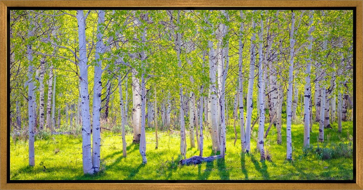 Early Morning Light in the Wasatch Backcountry