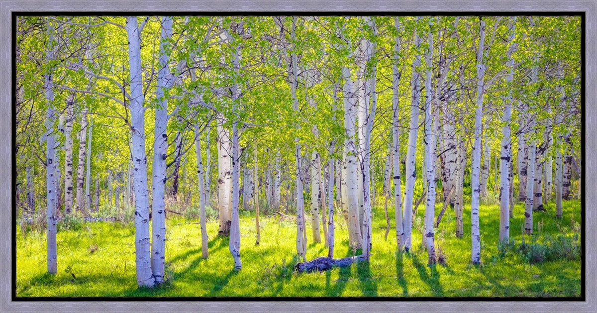 Early Morning Light in the Wasatch Backcountry