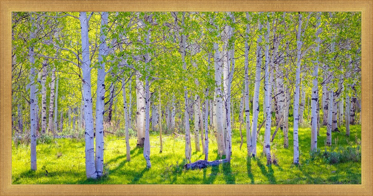 Early Morning Light in the Wasatch Backcountry