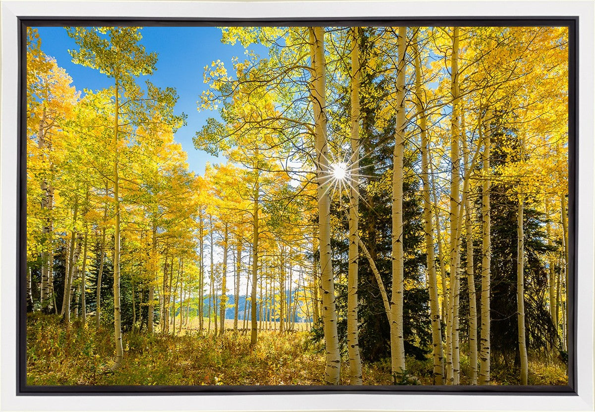 Autumn in the Rocky Mountains, Wasatch National Forest, Utah