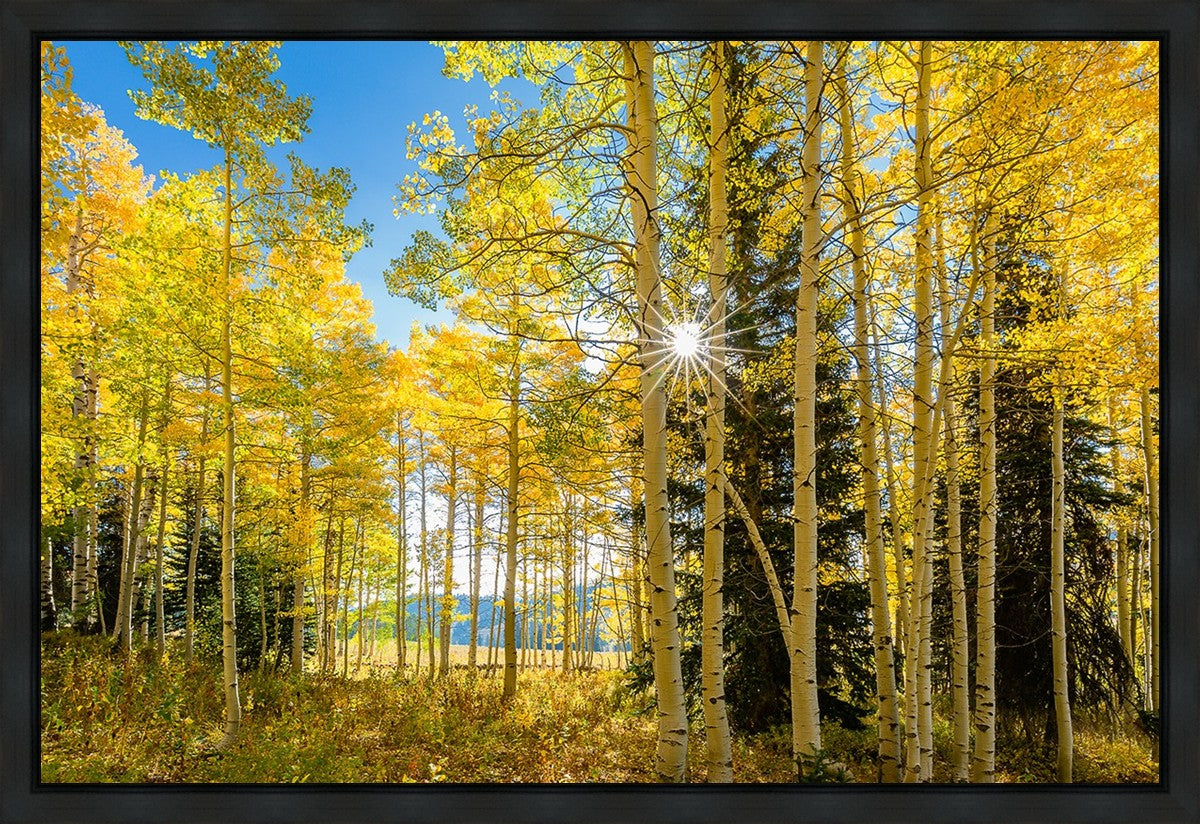 Autumn in the Rocky Mountains, Wasatch National Forest, Utah