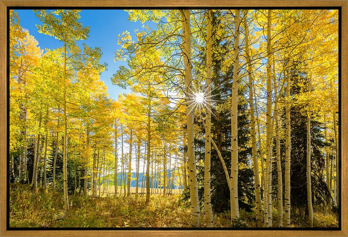 Autumn in the Rocky Mountains, Wasatch National Forest, Utah