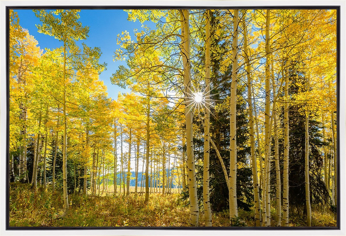Autumn in the Rocky Mountains, Wasatch National Forest, Utah