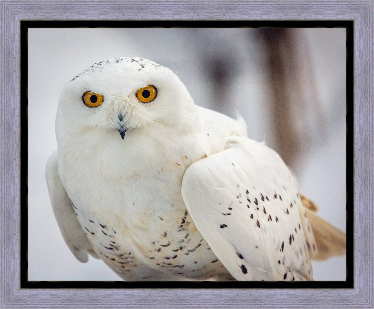 Snowy Owl, Haines, Alaska