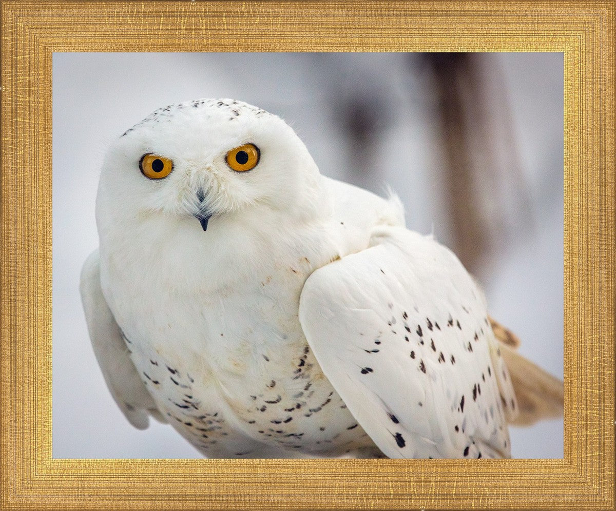 Snowy Owl, Haines, Alaska