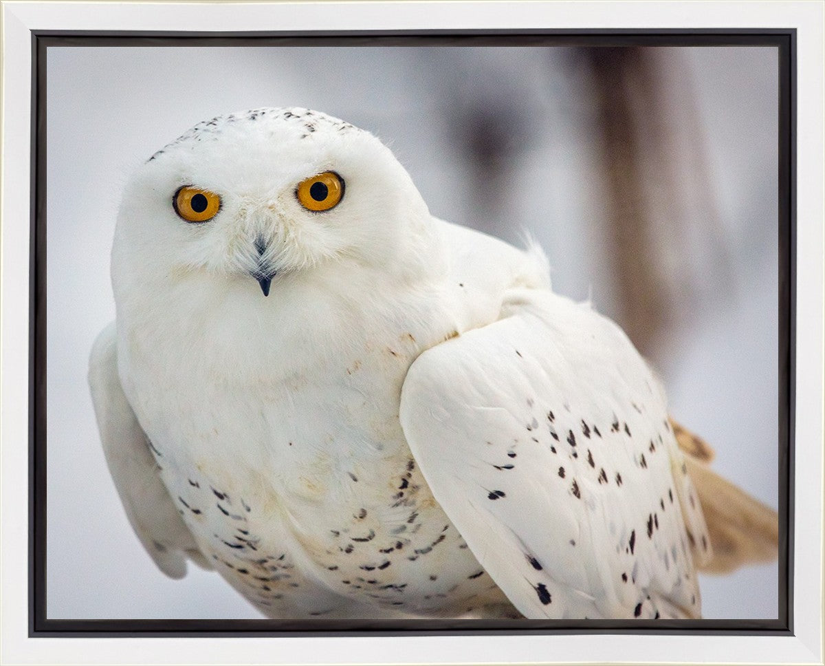 Snowy Owl, Haines, Alaska