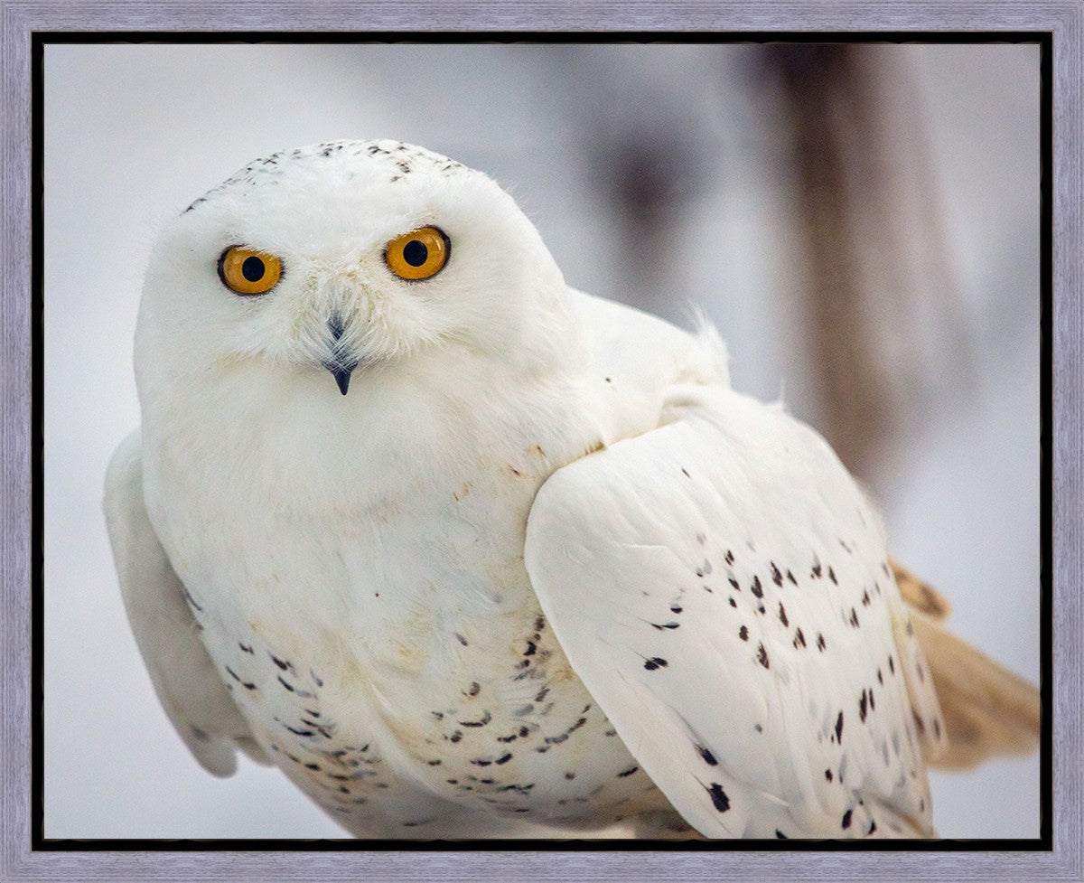 Snowy Owl, Haines, Alaska