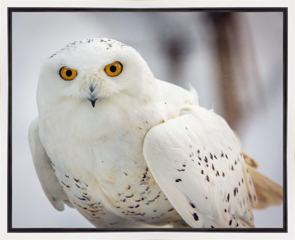 Snowy Owl, Haines, Alaska