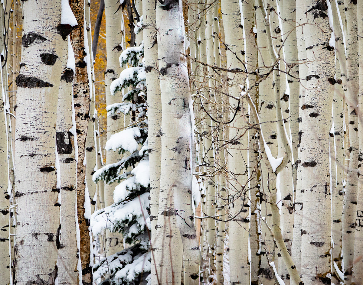 Christmas Around the Corner, Guardsman Pass, Park City, Utah
