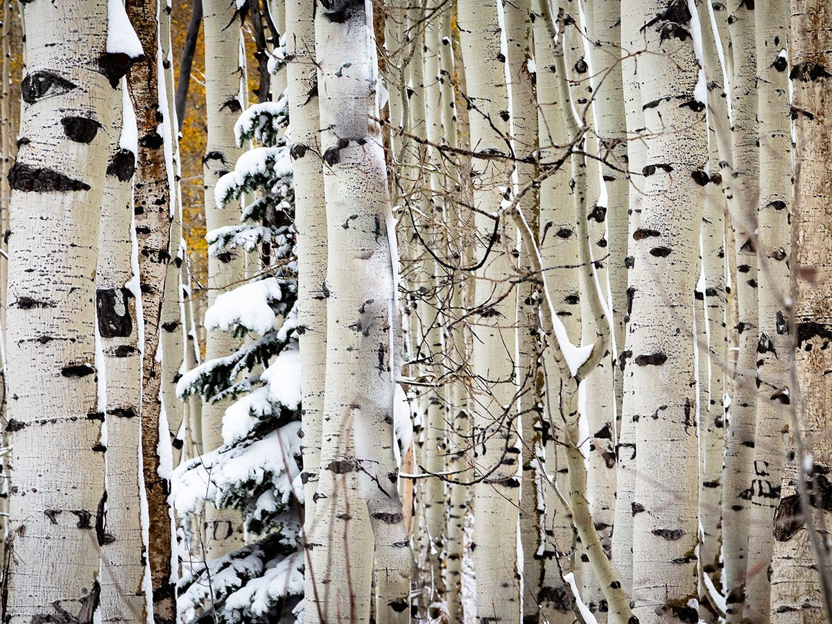 Christmas Around the Corner, Guardsman Pass, Park City, Utah