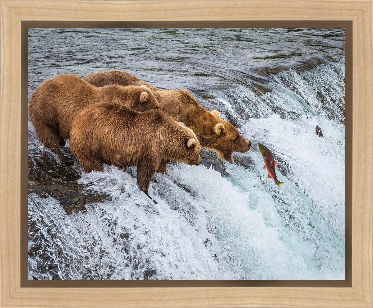 Grizzly Bears Fishing for Salmon at Katmai National Park Brooks Falls, Alaska