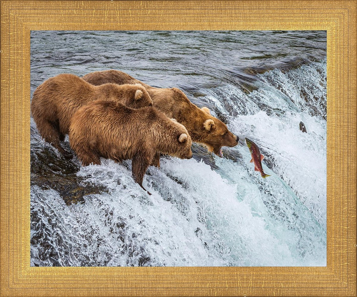 Grizzly Bears Fishing for Salmon at Katmai National Park Brooks Falls, Alaska