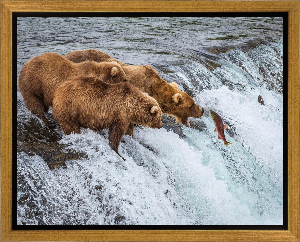 Grizzly Bears Fishing for Salmon at Katmai National Park Brooks Falls, Alaska