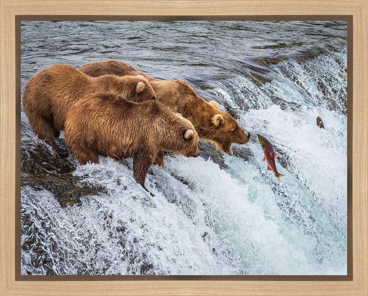 Grizzly Bears Fishing for Salmon at Katmai National Park Brooks Falls, Alaska