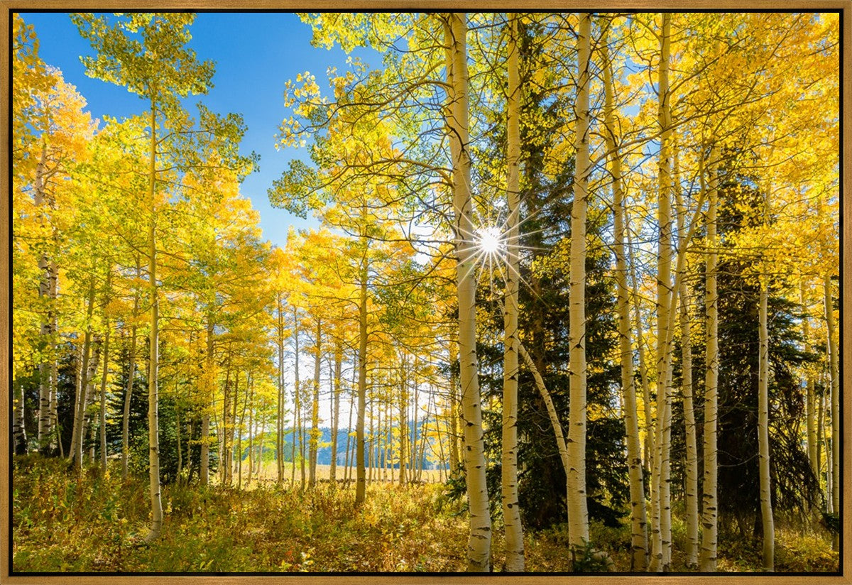 Autumn in the Rocky Mountains, Wasatch National Forest, Utah
