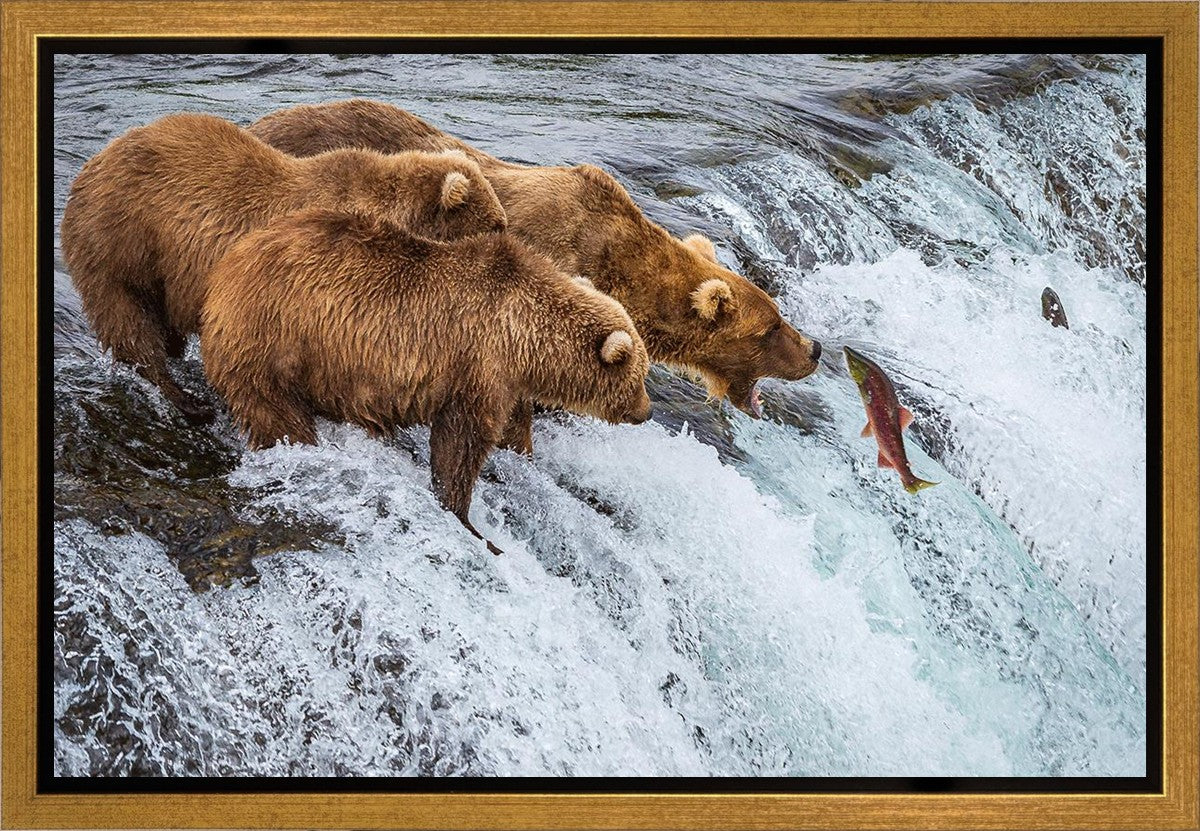 Grizzly Bears Fishing for Salmon at Katmai National Park Brooks Falls, Alaska