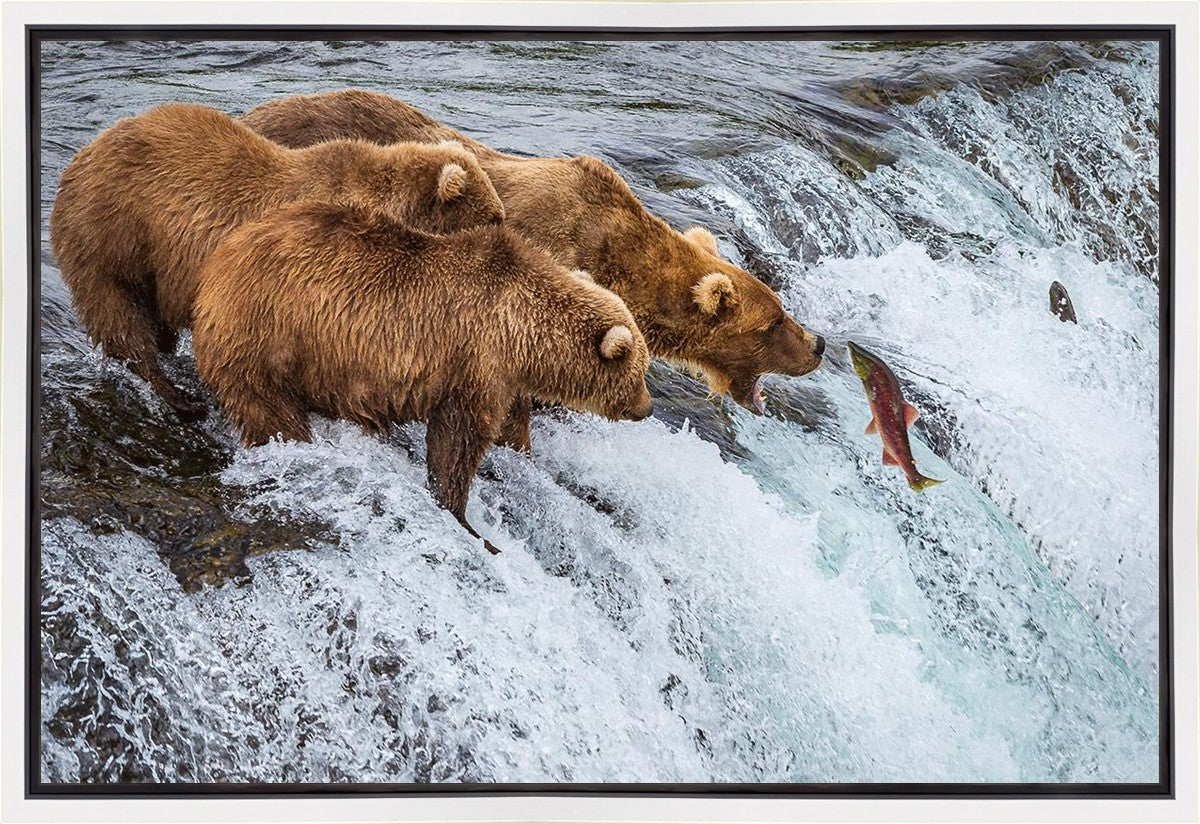 Grizzly Bears Fishing for Salmon at Katmai National Park Brooks Falls, Alaska