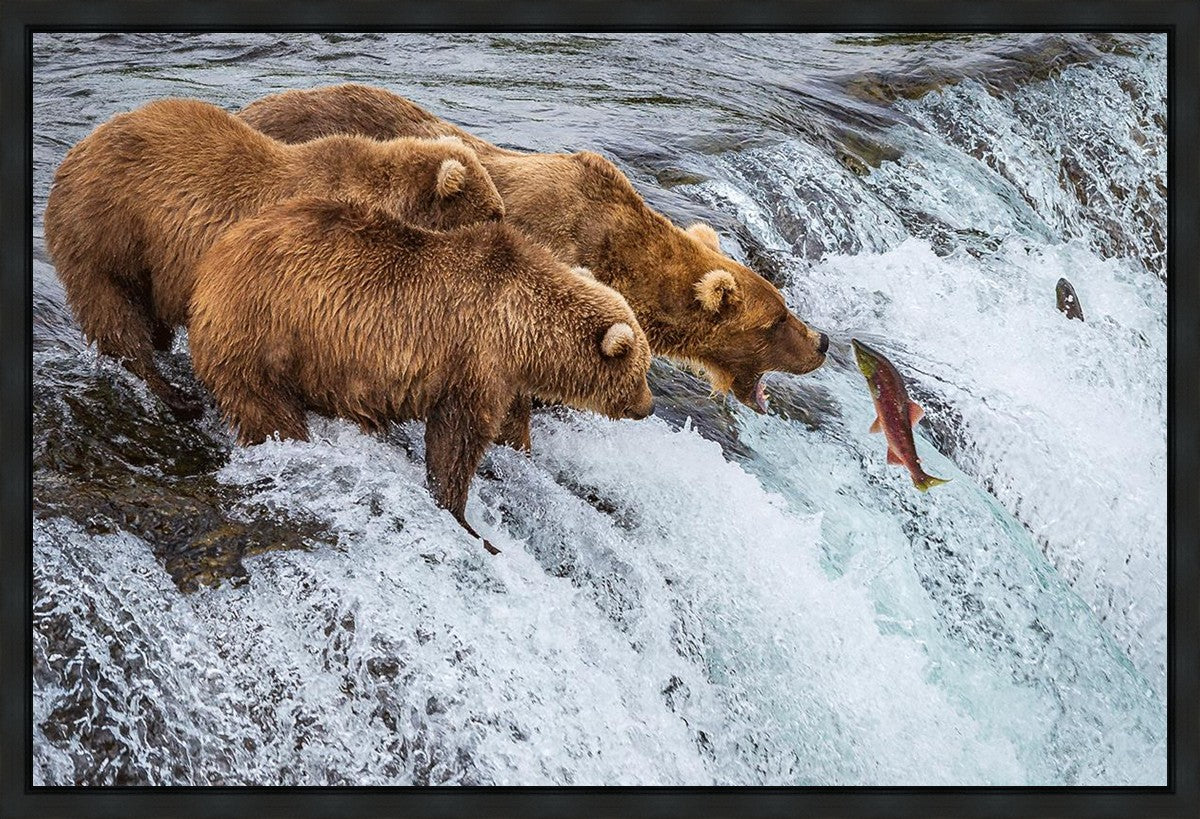 Grizzly Bears Fishing for Salmon at Katmai National Park Brooks Falls, Alaska