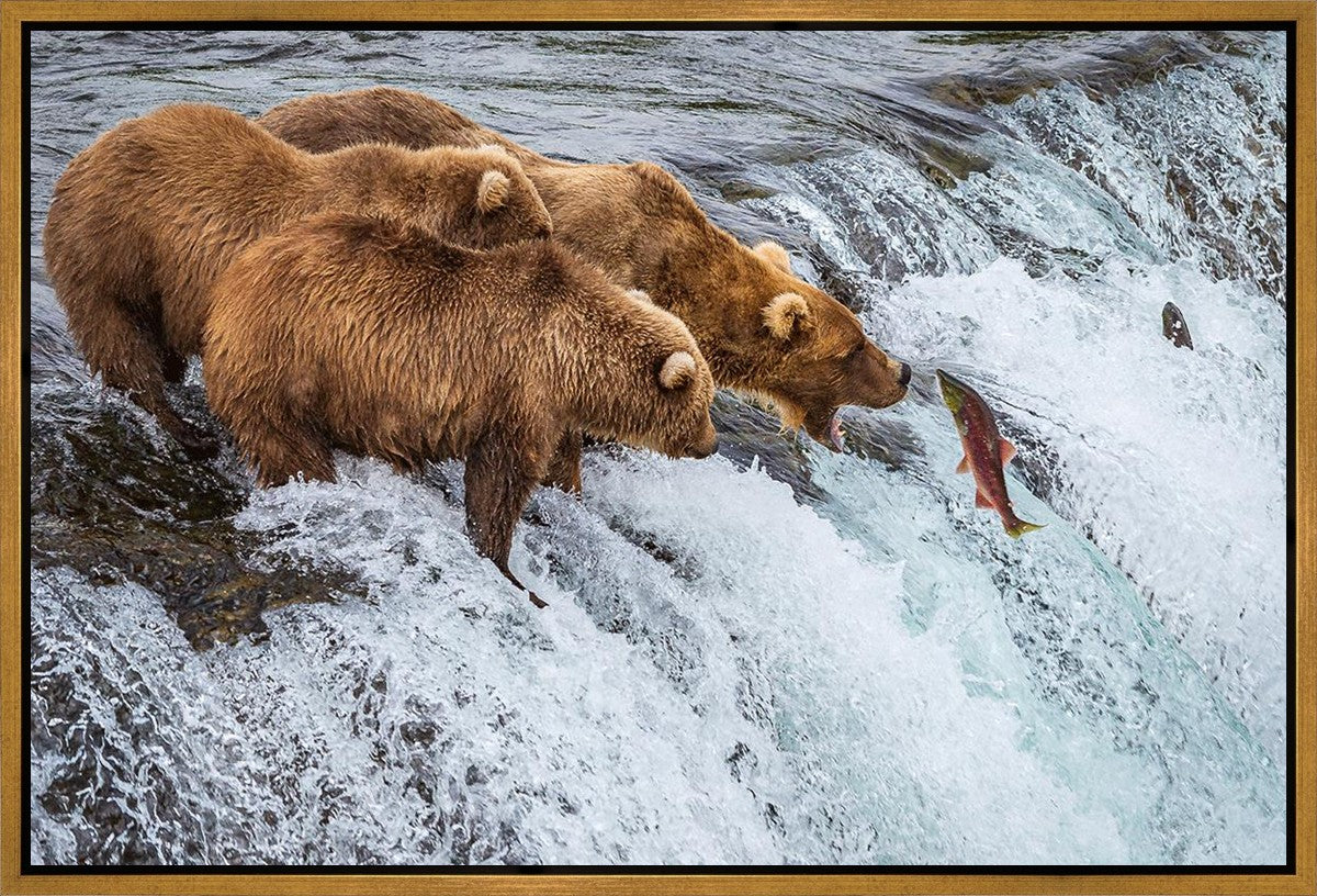 Grizzly Bears Fishing for Salmon at Katmai National Park Brooks Falls, Alaska