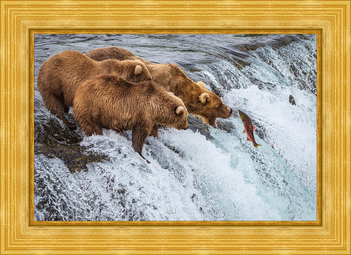 Grizzly Bears Fishing for Salmon at Katmai National Park Brooks Falls, Alaska