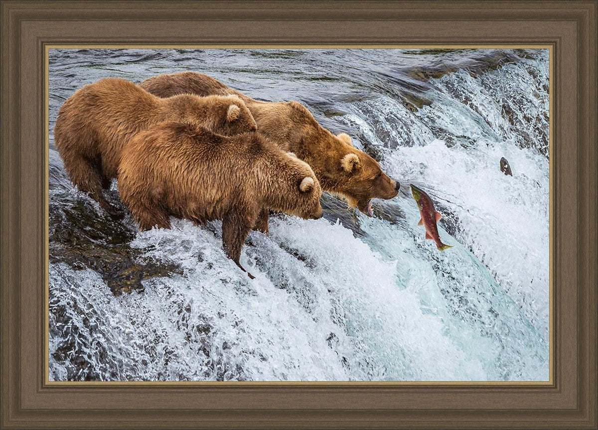 Grizzly Bears Fishing for Salmon at Katmai National Park Brooks Falls, Alaska