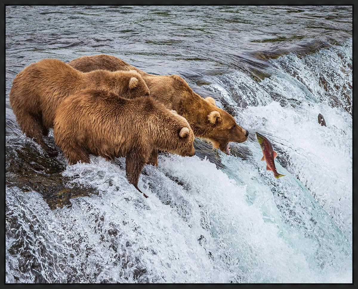 Grizzly Bears Fishing for Salmon at Katmai National Park Brooks Falls, Alaska
