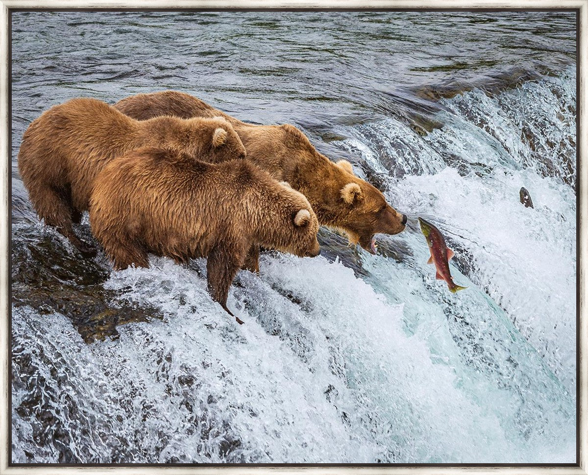 Grizzly Bears Fishing for Salmon at Katmai National Park Brooks Falls, Alaska