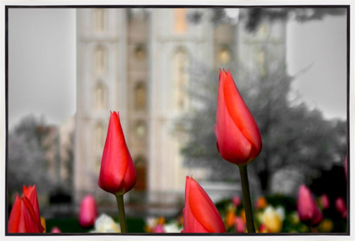 Salt Lake City Temple Beginning Transformation Gallery Wrap