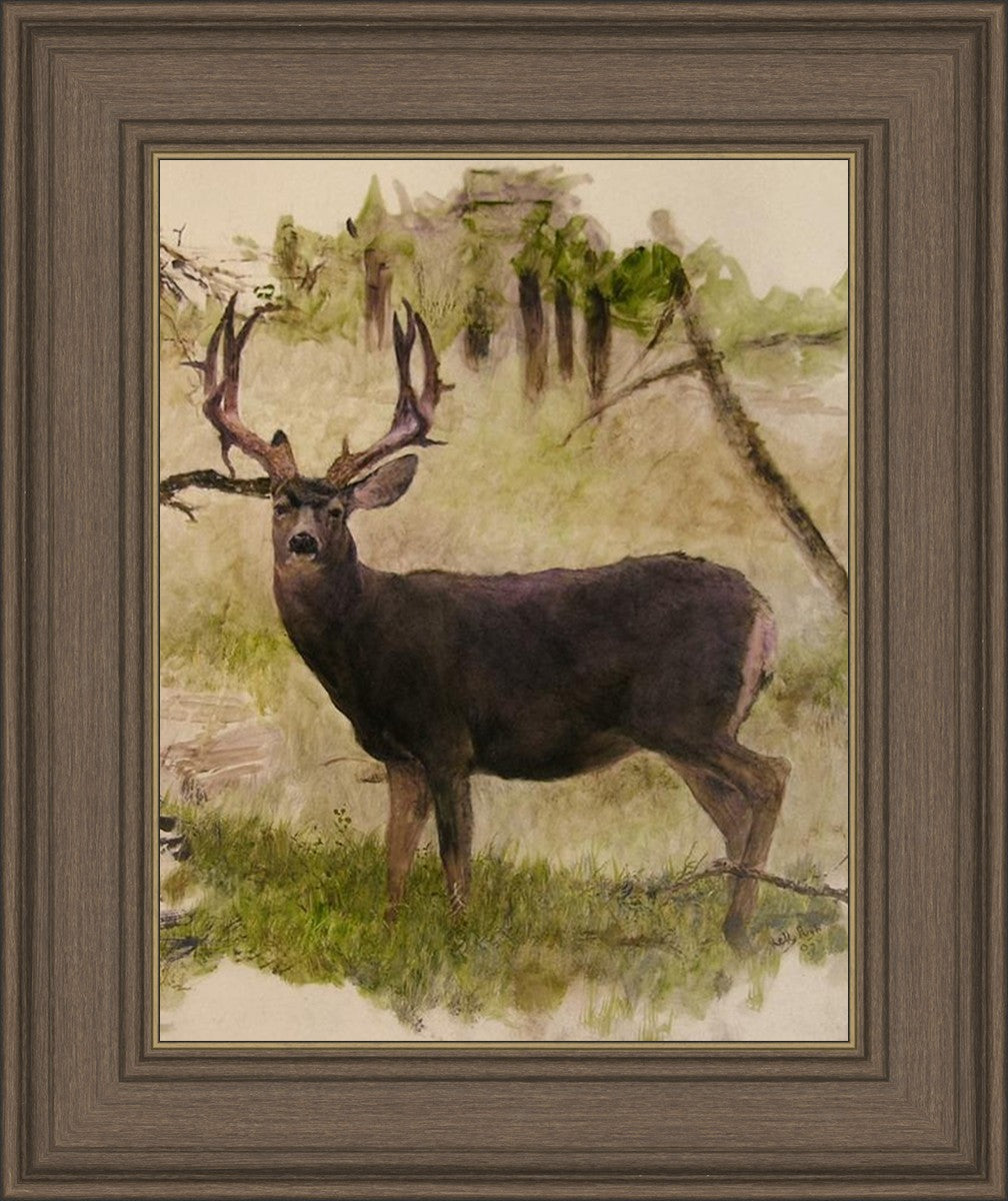 Mule Deer