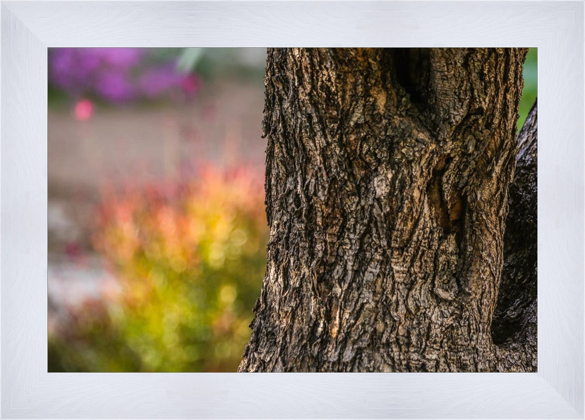 Plate 11 - Gethsemane Impression