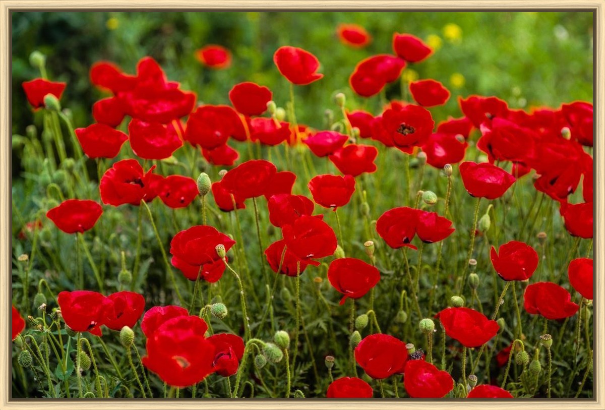 Plate 2 - Poppies in Abundance
