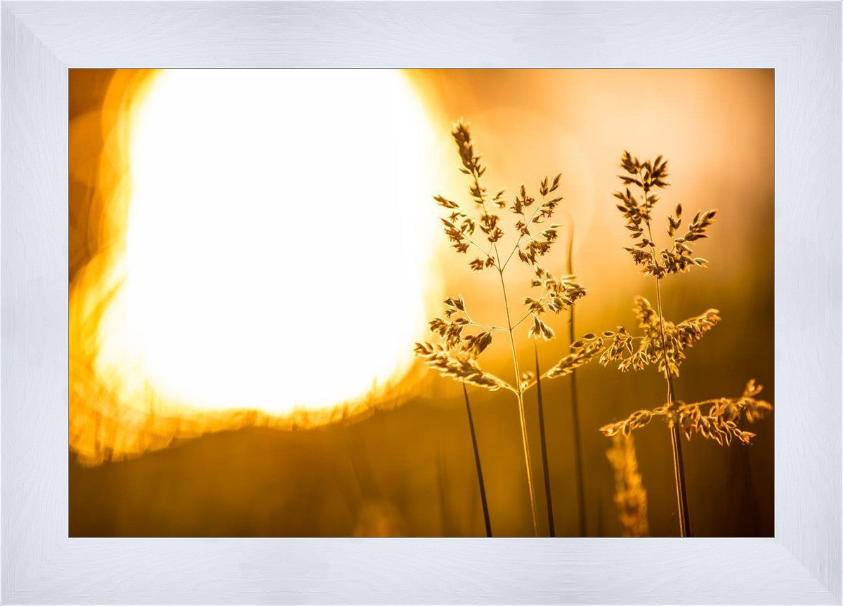 Plate 3 - Spring Brook Grasses
