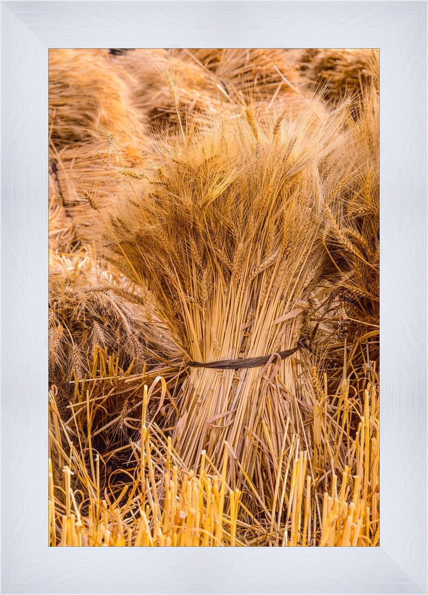 Plate 1 - Guatemala Highlands Shock of Wheat