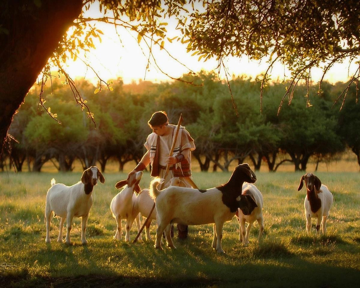 Tending the Flock Gallery Wrap