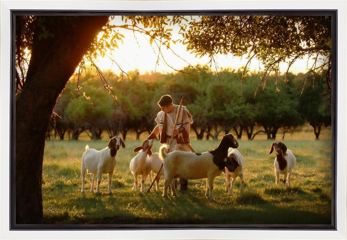 Tending the Flock Gallery Wrap
