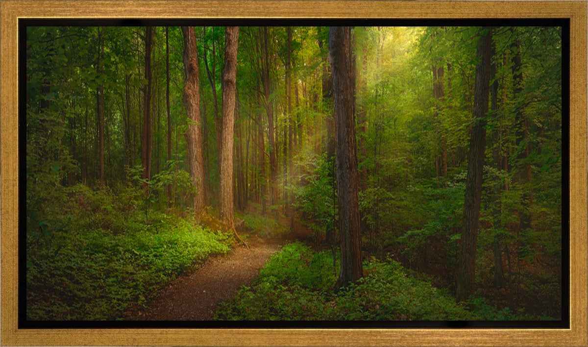 Sacred Grove Gallery Wrap