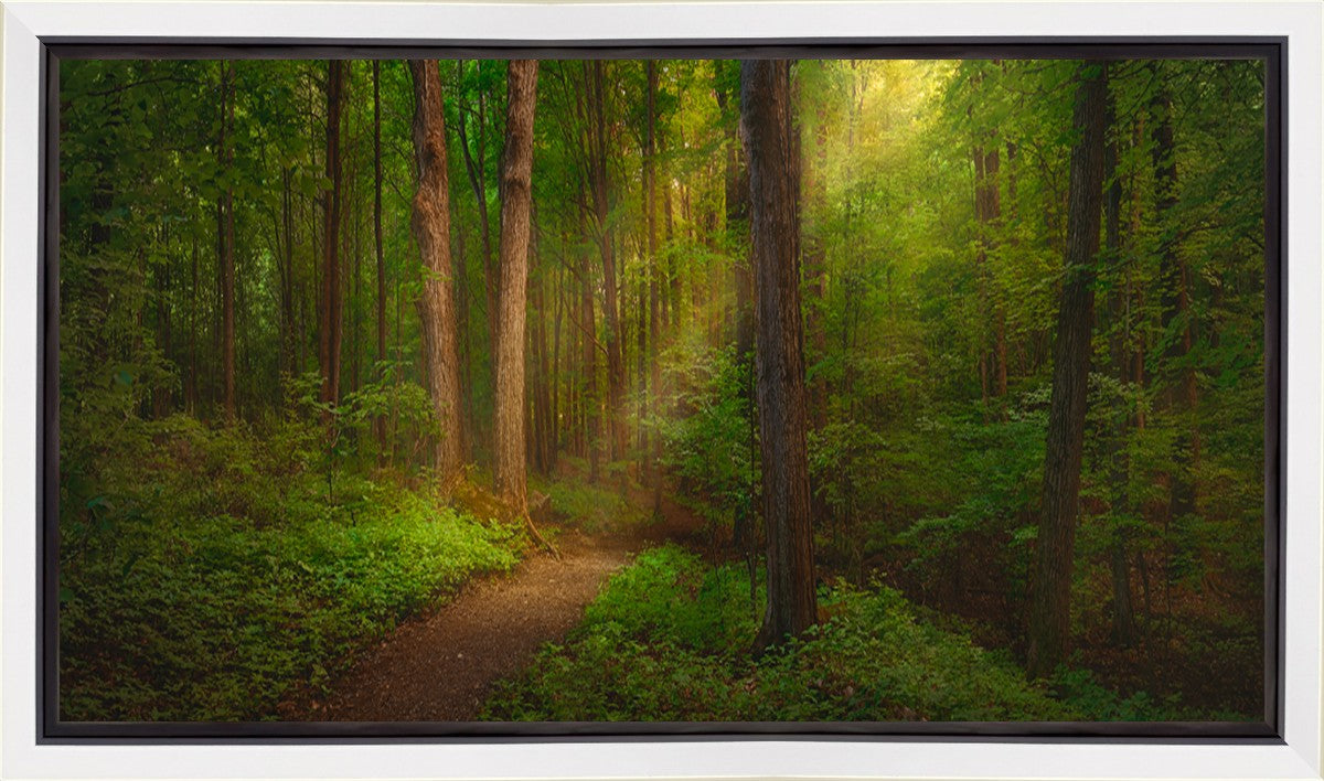 Sacred Grove Gallery Wrap