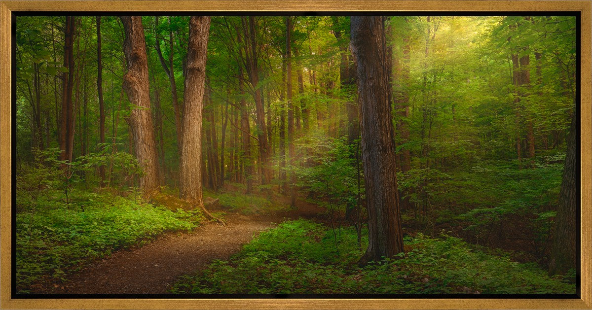 Sacred Grove Gallery Wrap