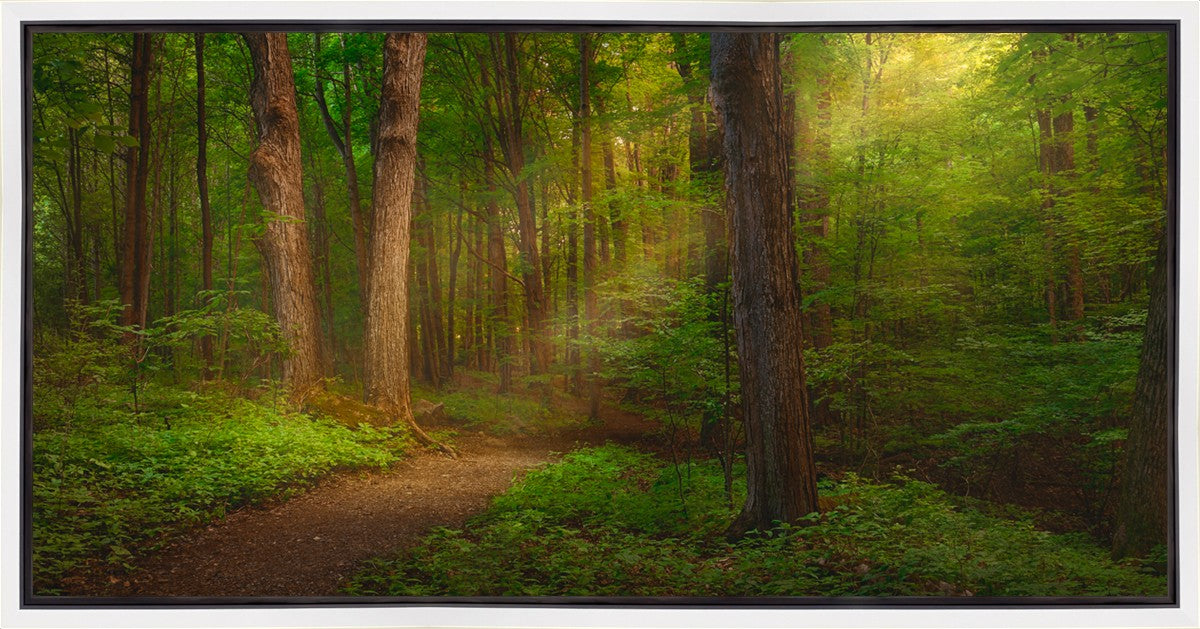Sacred Grove Gallery Wrap