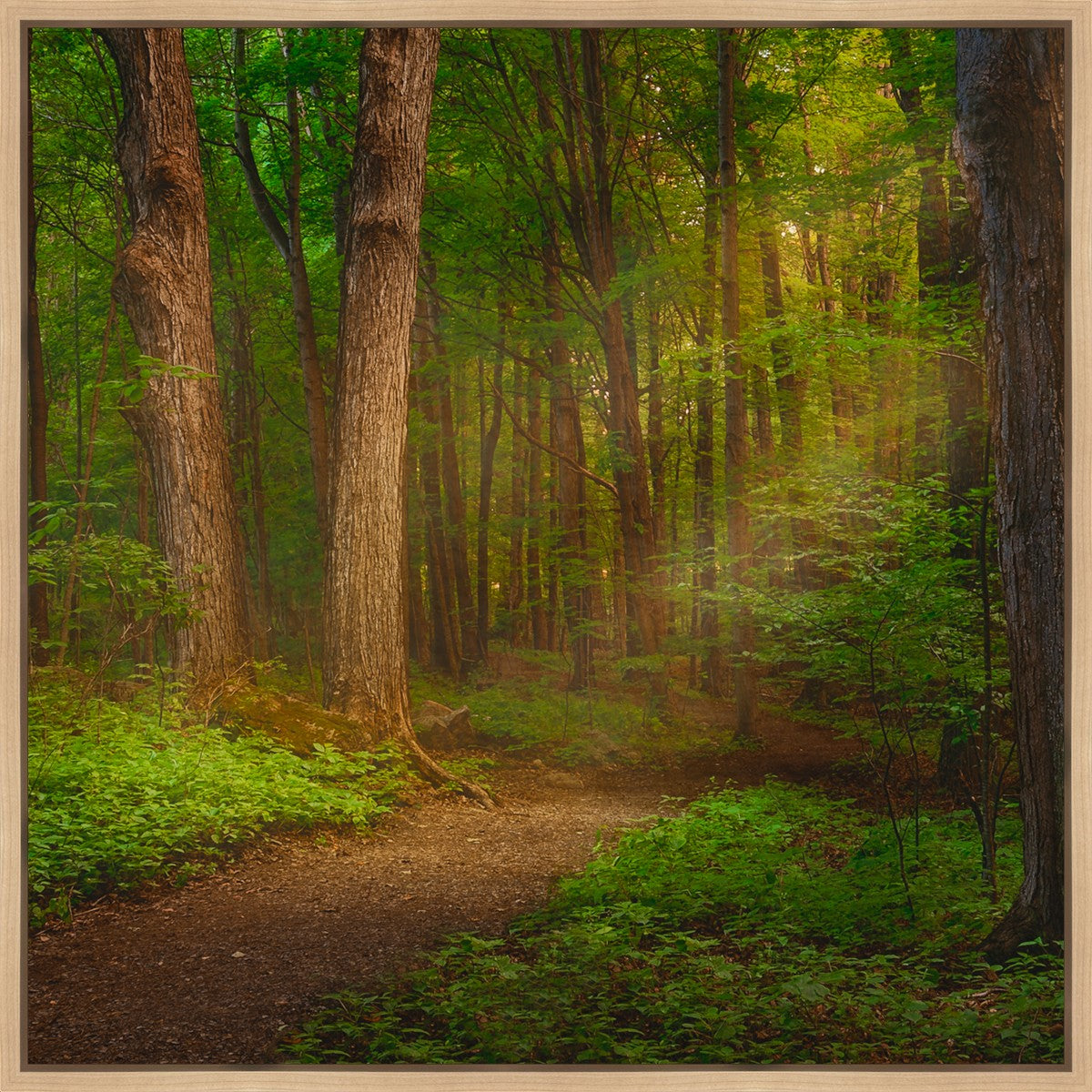 Sacred Grove Gallery Wrap