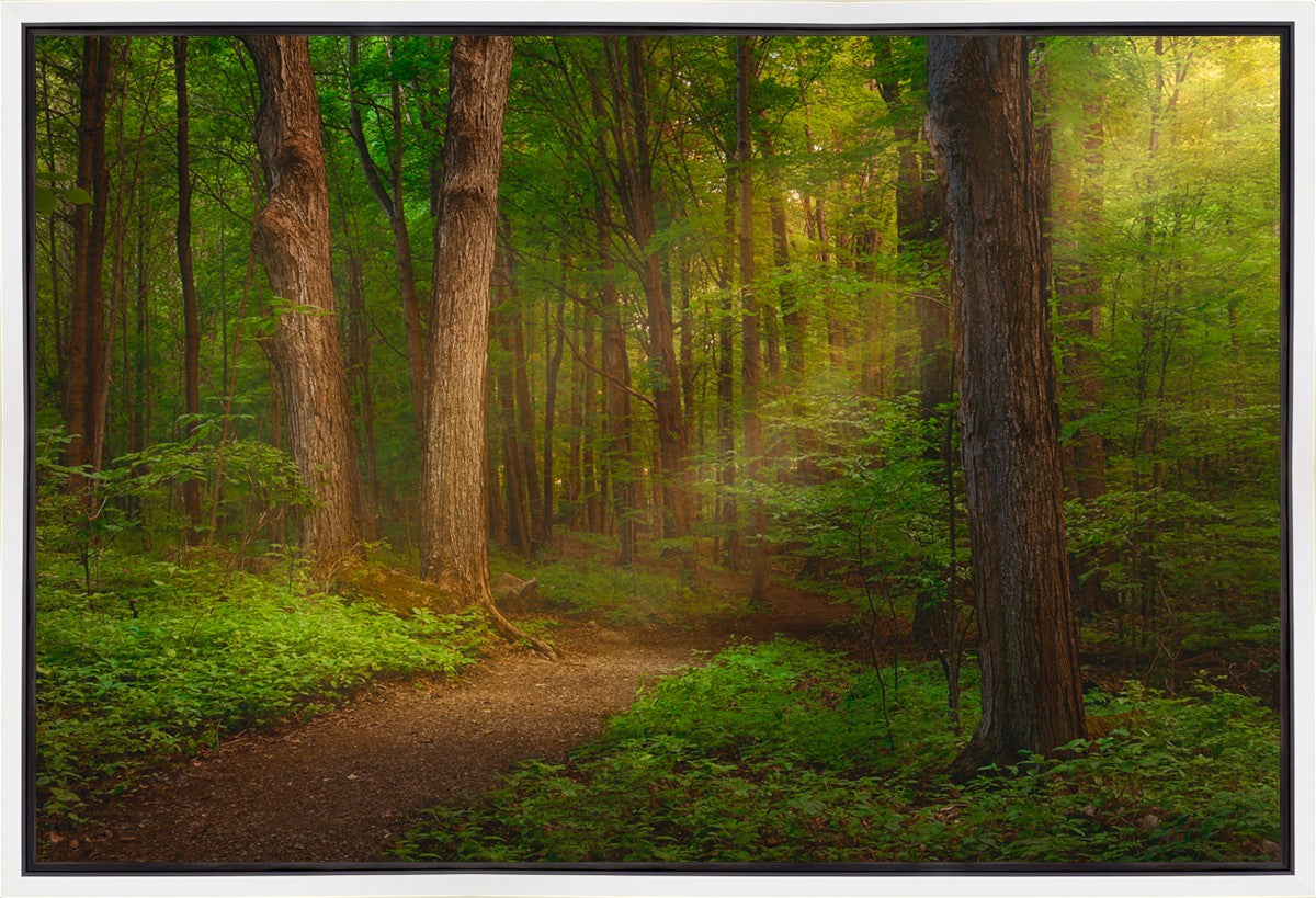Sacred Grove Gallery Wrap