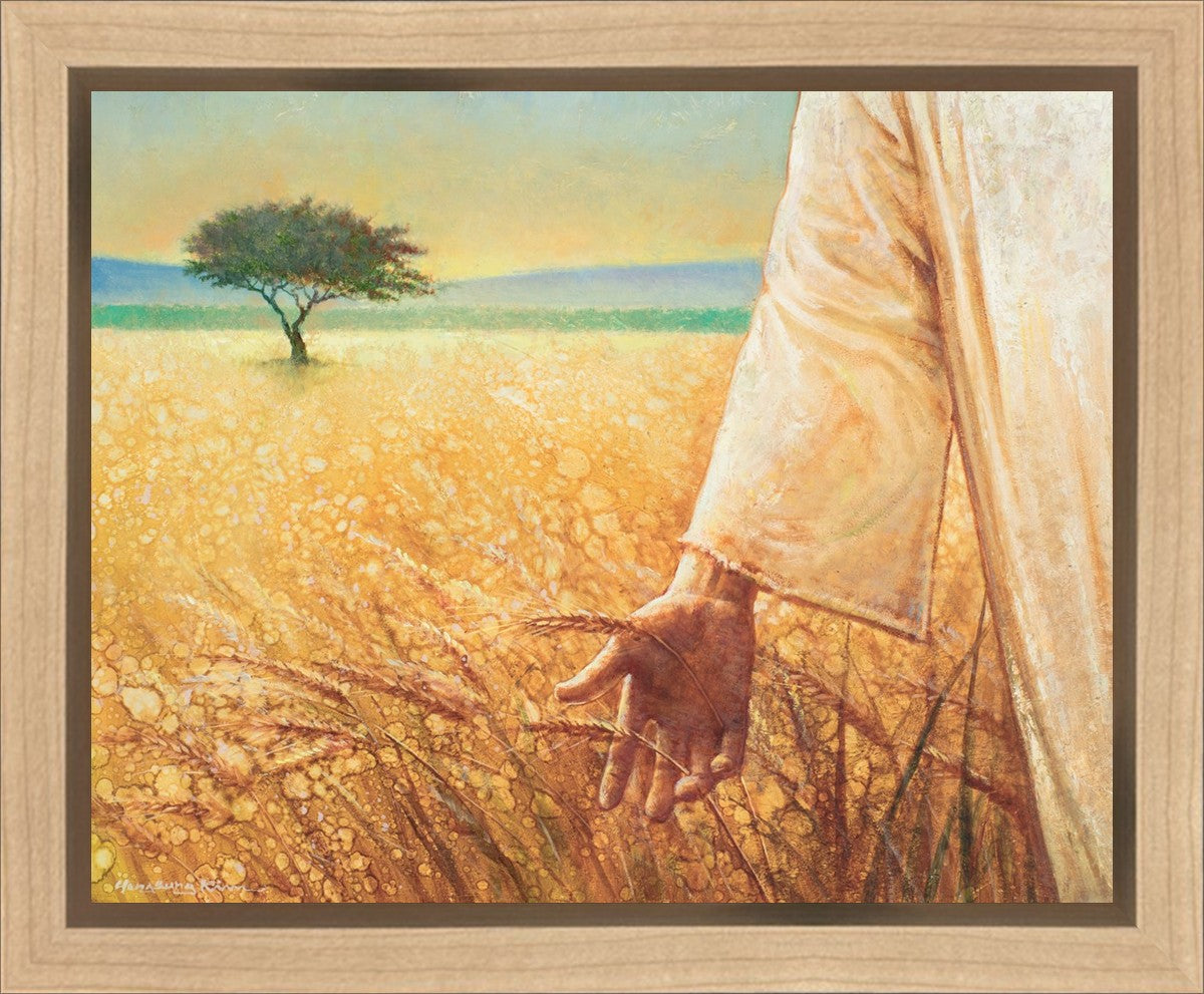 Wheat and Tares Gallery Wrap