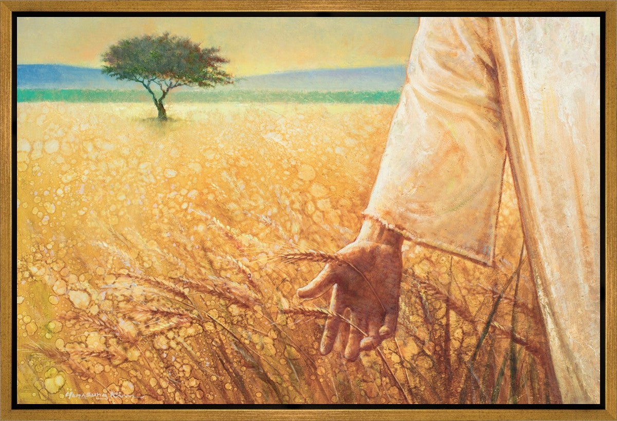 Wheat and Tares Gallery Wrap