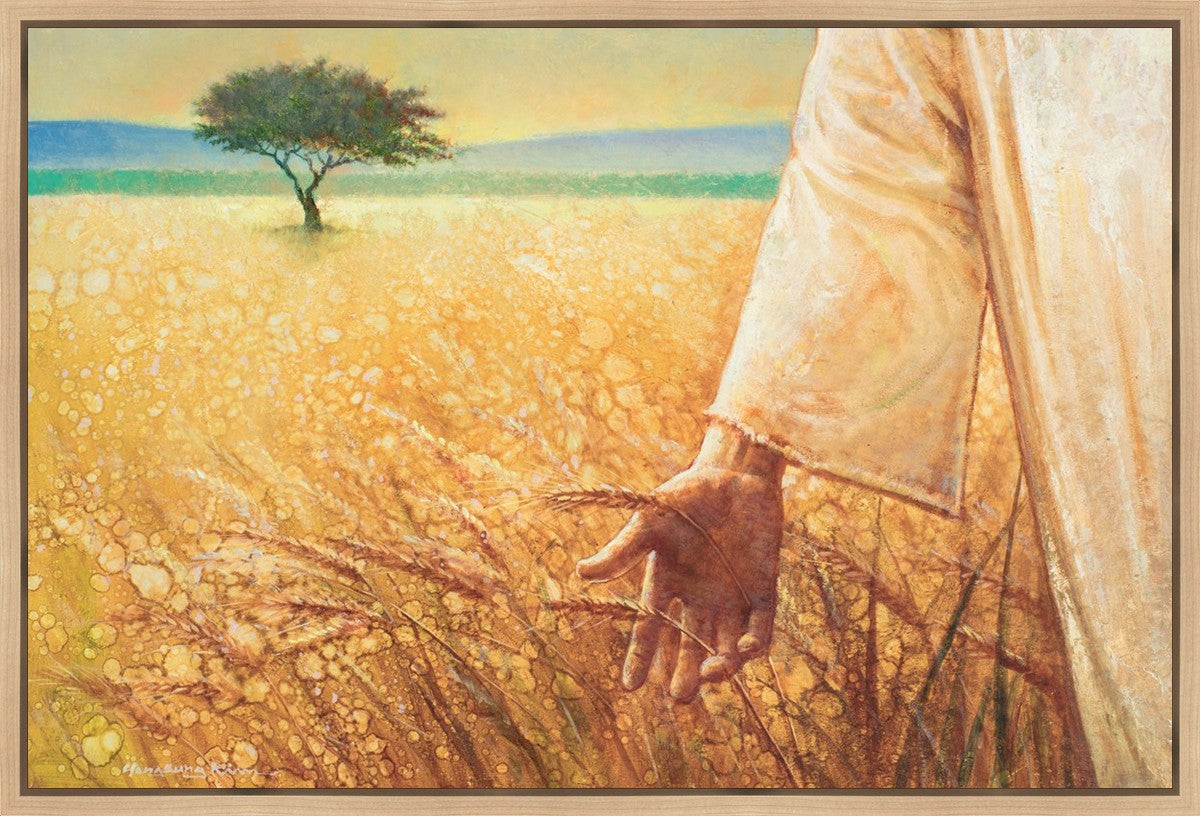 Wheat and Tares Gallery Wrap