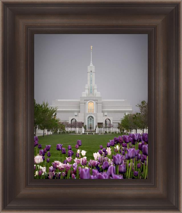 Mt Timp Tulips