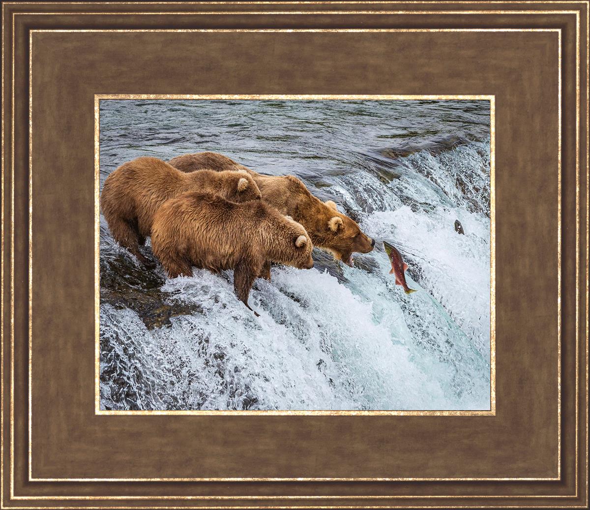 Grizzly Bears Fishing for Salmon at Katmai National Park Brooks Falls, Alaska