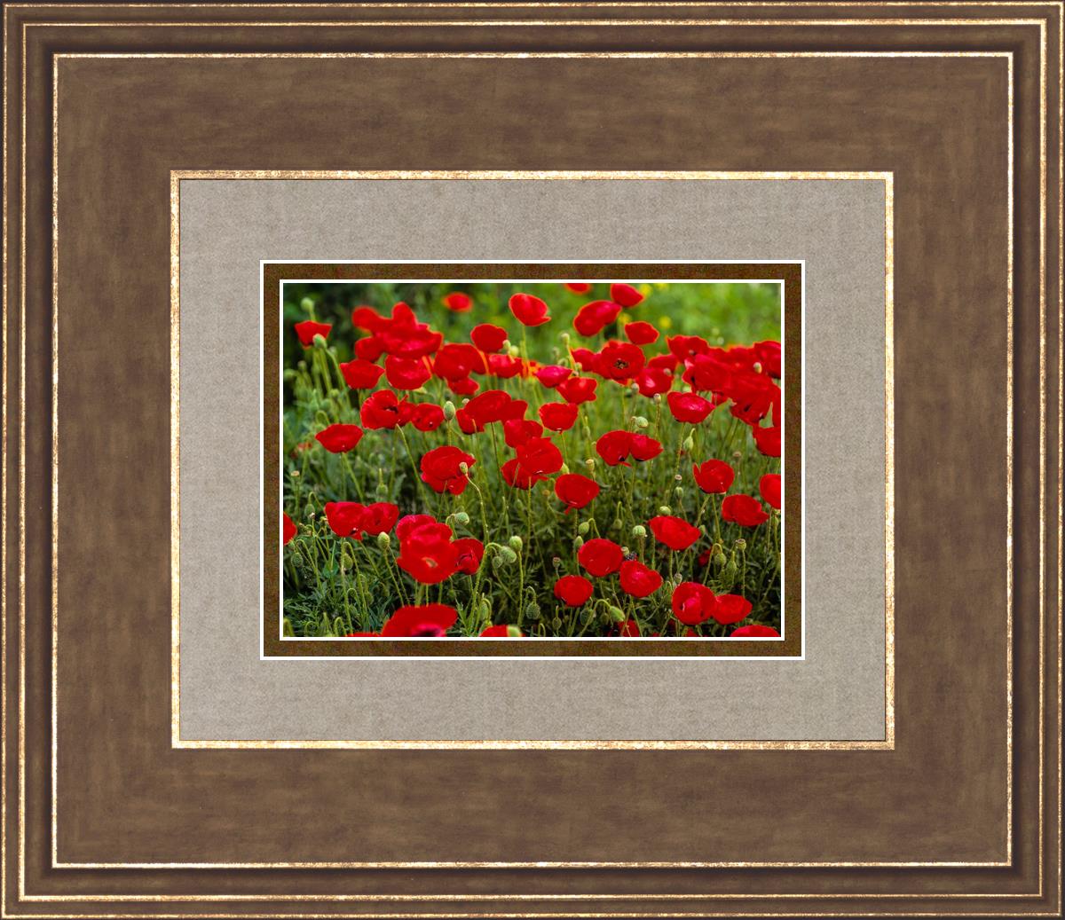 Plate 2 - Poppies in Abundance