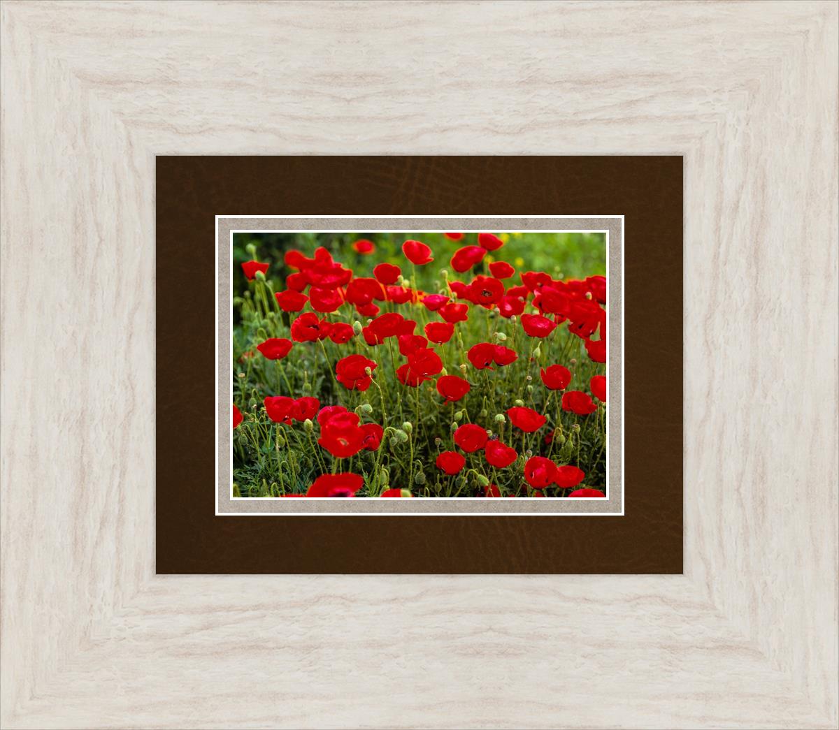 Plate 2 - Poppies in Abundance
