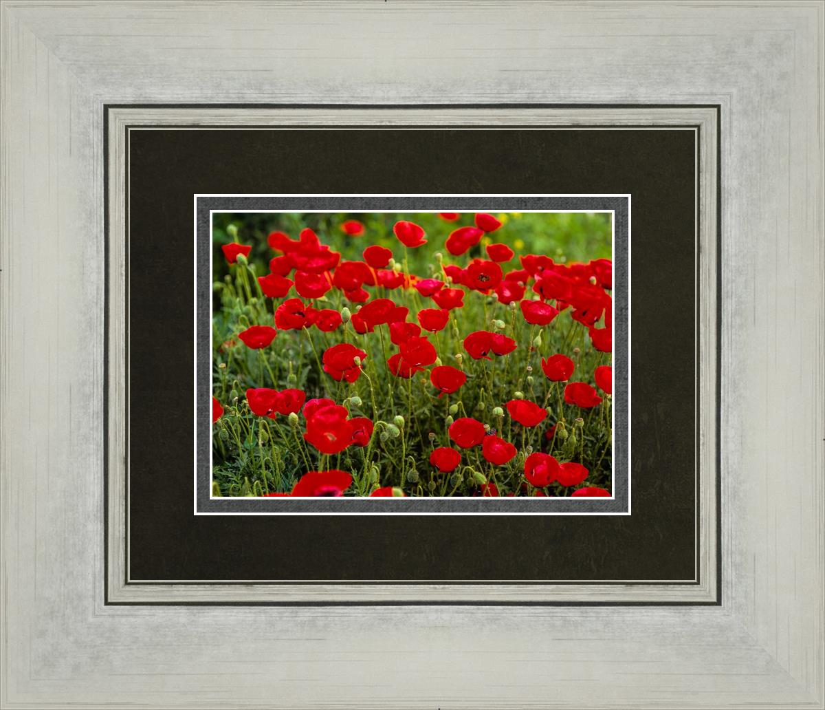 Plate 2 - Poppies in Abundance