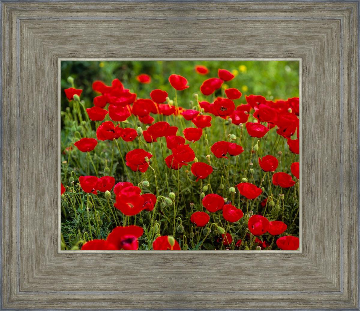 Plate 2 - Poppies in Abundance